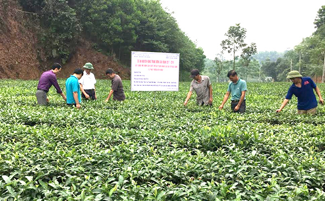 Dự án “Xây dựng mô hình sản xuất chè an toàn, nâng cao giá trị gia tăng và phát triển bền vững, giai đoạn 2017 - 2019” thực hiện trên địa bàn xã Bảo Hưng, huyện Trấn Yên cho hiệu quả tốt.