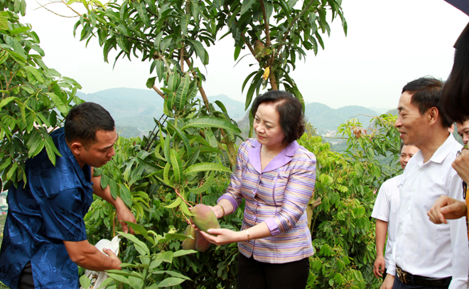 Äá»ng chÃ­ BÃ­ thÆ° Tá»nh á»§y Pháº¡m Thá» Thanh TrÃ thÄm má» hÃ¬nh trá»ng xoÃ i cá»§a Há»£p tÃ¡c xÃ£ cÃ¢y Än quáº£ ÄoÃ n Káº¿t, xÃ£ Chiá»ng Mung, huyá»n Mai ChÃ¢u. 