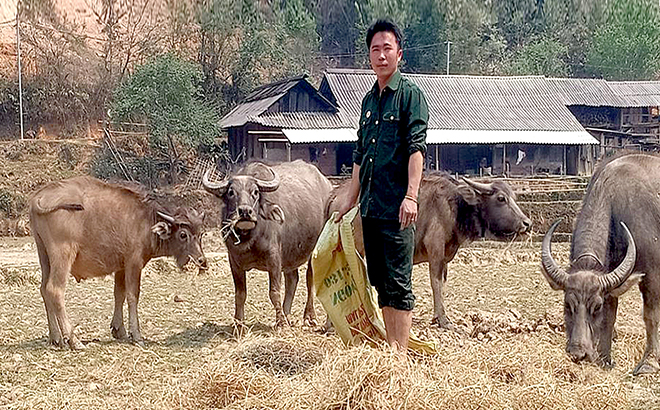 Cựu chiến binh Giàng A Lử chăm sóc đàn trâu của gia đình.