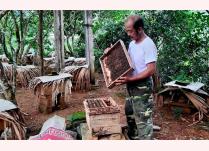 Tổ Hợp tác Nuôi ong lấy mật xã Thịnh Hưng, huyện Yên Bình gồm 10 hộ với 700 thùng ong cho thu nhập trên 350 triệu đồng/năm.