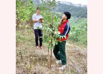 Chăm sóc mô hình trồng thâm canh trám bằng cây ghép năm 2020 tại xã Minh An, huyện Văn Chấn.