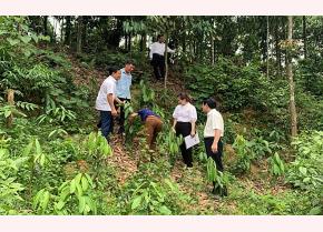 Cong Tam agro-forestry service cooperative in Vien Son commune, Van Yen district has always paid attention to developing raw material areas to maintain the links among cinnamon farmers, the cooperative, enterprises and the market.