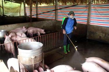 Phun thuốc tiêu độc khử trùng khu vực chăn nuôi lợn. Ảnh minh họa