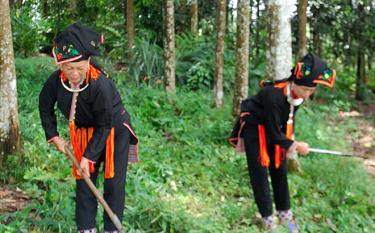 Người dân xã Đại Sơn chăm sóc cây quế đặc sản.