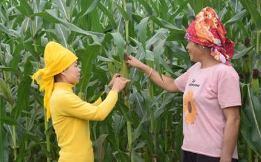 Trưởng thôn Hà Thị Đức (bên trái) trao đổi kinh nghiệm trồng ngô đông với người dân thôn Nậm Tọ.
