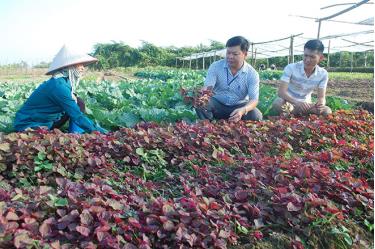 Safe vegetable production in Van Phu commune of Yen Bai city has generated considerable economic benefits.