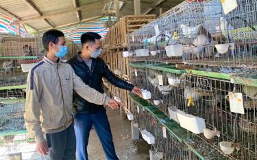 Mô hình nuôi chim bồ câu thương phẩm của đoàn viên Nguyễn Thanh Tùng ở thôn Yên Ninh, xã Hưng Thịnh.