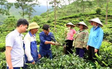 Mô hình trồng cây mắc ca xen chè tại xã Gia Hội được nhiều hộ đăng ký tham gia. Trong ảnh: Cán bộ nông nghiệp huyện Văn Chấn hướng dẫn nông dân trong xã cắt tỉa cành mắc ca.