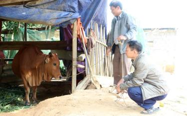 Hộ ông Lý Văn Chiến ở thôn Ngòi Nhầy được hỗ trợ bò từ chính sách đặc thù.