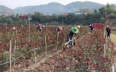 Mô hình trồng hoa hồng tại xã Nậm Khắt, huyện Mù Cang Chải góp phần tạo việc làm, nâng cao thu nhập cho đồng bào Mông ở huyện Mù Cang Chải.