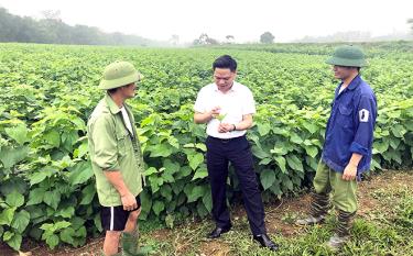 Đồng chí Trần Đông - Phó Bí thư Huyện ủy, Chủ tịch UBND huyện Trấn Yên thăm mô hình trồng dâu nuôi tằm tại xã Việt Thành.