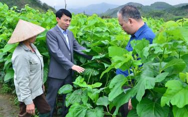 Phát triển mô hình kinh tế trồng dâu nuôi tằm tại xã Đông Cuông.