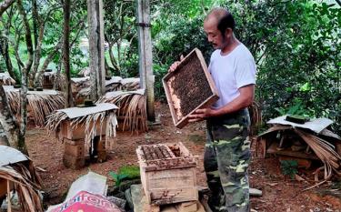 Tổ Hợp tác Nuôi ong lấy mật xã Thịnh Hưng, huyện Yên Bình gồm 10 hộ với 700 thùng ong cho thu nhập trên 350 triệu đồng/năm.