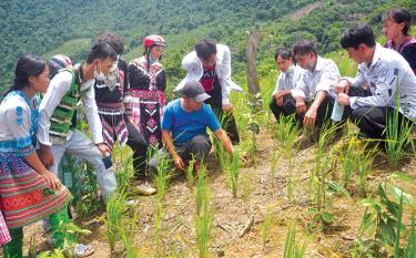 Anh Giàng A Sáu hướng dẫn các bạn trẻ người Mông ở Trạm Tấu cách trồng lúa xen quế.
