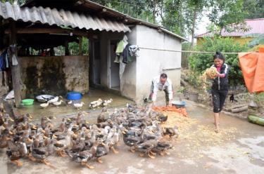 A flock of the specialty duck breed raised in Ban Van hamlet of Viet Hong commune, Tran Yen district.