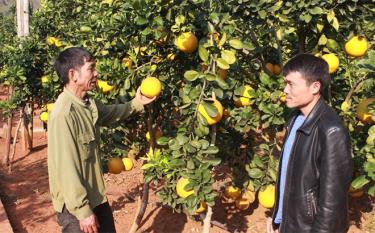 Farmers in Son Thinh town, Van Chan district discuss farming techniques according to VietGAP standards.