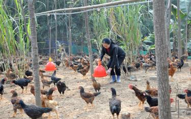 Mô hình nuôi gà thương phẩm mang lại hiệu quả kinh tế của nông dân xã Tuy Lộc, thành phố Yên Bái.