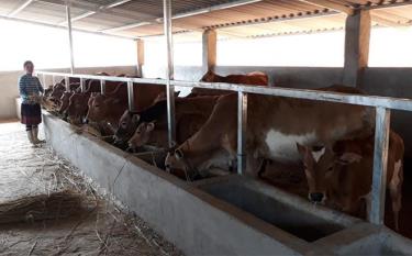 Hội viên nông dân huyện Mù Cang Chải phát triển chăn nuôi gia súc mang lại hiệu quả kinh tế cao.