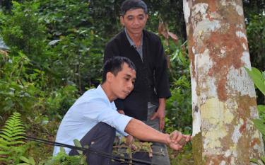 Cán bộ khuyến nông xã Xuân Tầm, huyện Văn Yên hướng dẫn đồng bào Dao địa phương chăm sóc cây quế lâu năm.