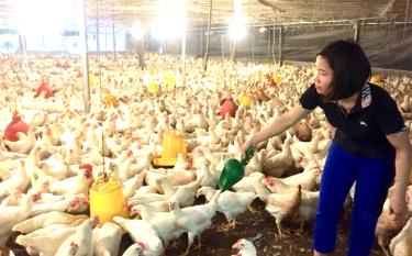 Chăn nuôi gia cầm theo hướng hàng hóa đã và đang phát huy hiệu quả kinh tế rõ nét ở Minh Quán.