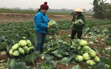 Members of the farmers' association in Tuy Loc commune harvest safe vegetables.