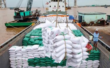 Xuất khẩu gạo của Việt Nam vào EU được kỳ vọng sẽ tiếp tục bứt phá trong thời gian tới. (Ảnh minh họa)