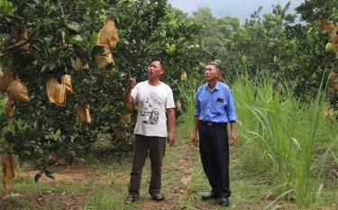 Nhân dân xã Tô Mậu phát triển cây ăn quả có múi mang lại hiệu quả kinh tế cao.