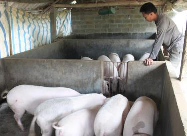 Nông dân huyện Lục Yên chăm sóc vật nuôi trong thời điểm giao mùa.