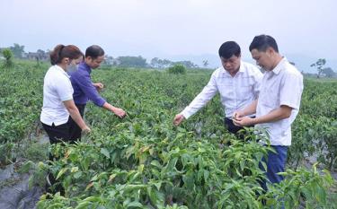 Mô hình trồng ớt cho thu nhập cao của nông dân xã Thanh Lương.