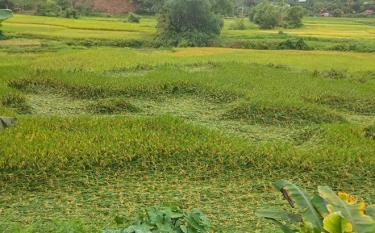 Mưa lớn đã làm ngập úng, đổ gẫy 21,5 ha lúa tại các xã: Lâm Giang, Lang Thíp, Phong Dụ Hạ, Châu Quế Thượng.