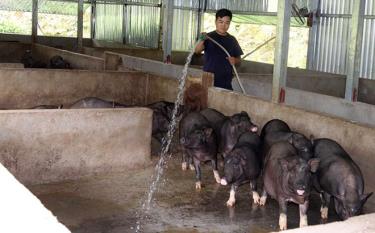Anh Sùng A Páo ở bản Trống Là, xã Hồ Bốn (Mù Cang Chải) chăm sóc đàn lợn của gia đình.