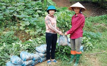 Hộ nghèo được quan tâm, hỗ trợ, động viên thoát nghèo. (Trong ảnh: Hội Phụ nữ xã Lâm Giang, huyện Văn Yên hỗ trợ cây quế giống và trồng giúp gia đình hội viên nghèo).