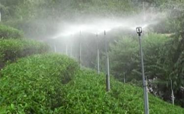 Hệ thống tưới phun mưa cố định và áp dụng đồng bộ các biện pháp kỹ thuật nâng cao năng suất chè Bát tiên. (Ảnh: Thanh Hùng)