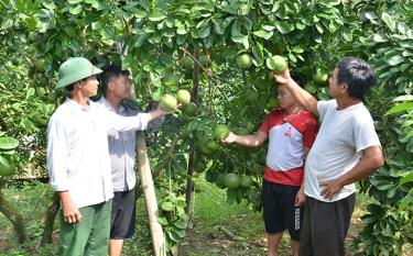 Ông Nguyễn Văn Mậu (ngoài cùng bên trái) trao đổi với người dân về phát triển cây ăn quả.