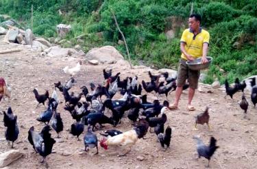 The black chicken farming model of Mua A Do has proved fruitful.