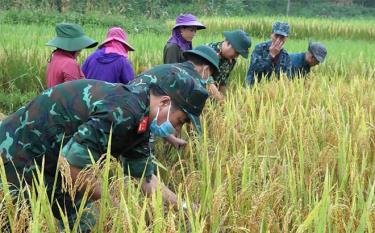 Cán bộ, chiến sĩ Ban Chỉ huy Quân sự huyện Văn Yên giúp đồng bào Mông xã Nà Hẩu thu hoạch lúa xuân.