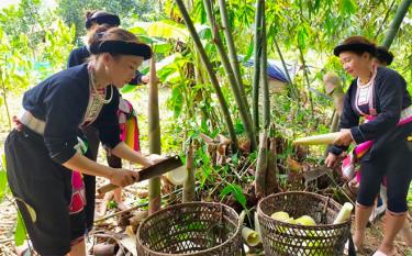 Người dân thôn Đồng Song, xã Kiên Thành thu hoạch măng tre Bát độ.