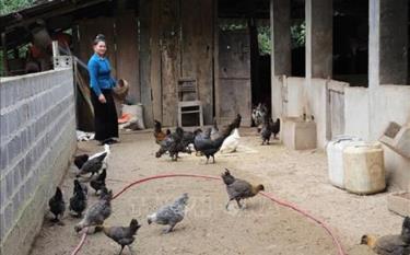 Một mô hình phát triển chăn nuôi giống gà đen đặc sản địa phương ở xã Hát Lừu, huyện Trạm Tấu. (Ảnh: T.L)