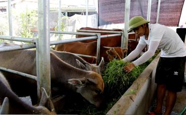 Nhiều hộ dân trong tỉnh đã chăn nuôi trâu, bò theo hướng hàng hóa, nên công tác tiêm phòng vắc - xin bảo vệ đàn vật nuôi luôn được chú trọng.
