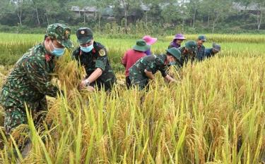 Cán bộ, chiến sĩ Ban Chỉ huy Quân sự huyện Văn Yên giúp dân thu hoạch lúa.