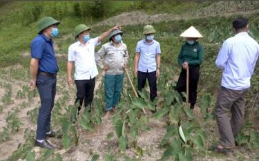 Lãnh đạo huyện Trạm Tấu kiểm tra mô hình trồng khoai sọ ở xã Bản Mù.